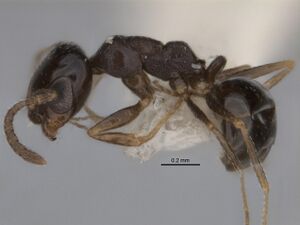 Melophorus microreticulatus minor side ANIC32-900172.jpg