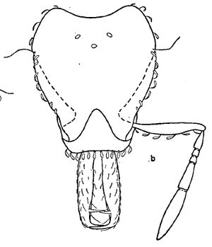 S ogloblini fig 1b.jpg