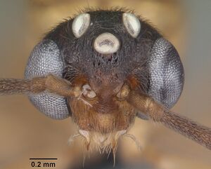 Anochetus madagascarensis casent0104545 head 1.jpg