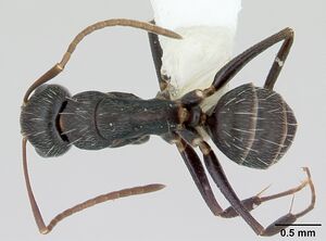 Camponotus germaini casent0173420 dorsal 1.jpg