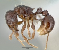 Tetramorium confusum castype12541 profile 1.jpg