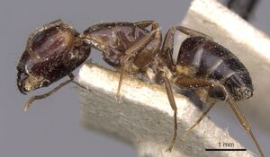 Camponotus barbatus casent0910133 p 1 high.jpg