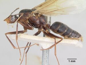 Camponotus maculatus casent0101569 profile 1.jpg