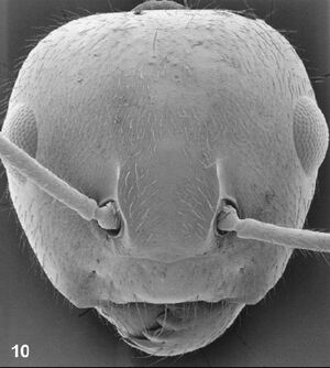 Camponotus maschwitzi w head.jpg