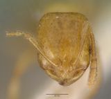 Monomorium leae casent0008621 head 1.jpg