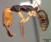 Odontomachus erythrocephalus casent0010636 p 1 high.jpg