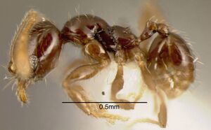 Pheidole laselvoides CASENT0635481 p.jpg