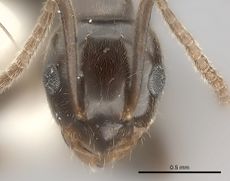 Prolasius antennatus casent0217811 h 1 high.jpg