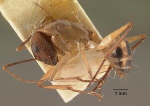 Camponotus maculatus casent0101183 profile 1.jpg