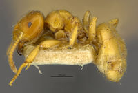 MCZ-ENT00009204 Lasius flavus claripennis hal.jpg