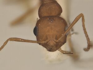 Melophorus fulvidus minor head ANIC32-900119.jpg