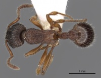 Myrmica siciliana D casent0900342.jpg