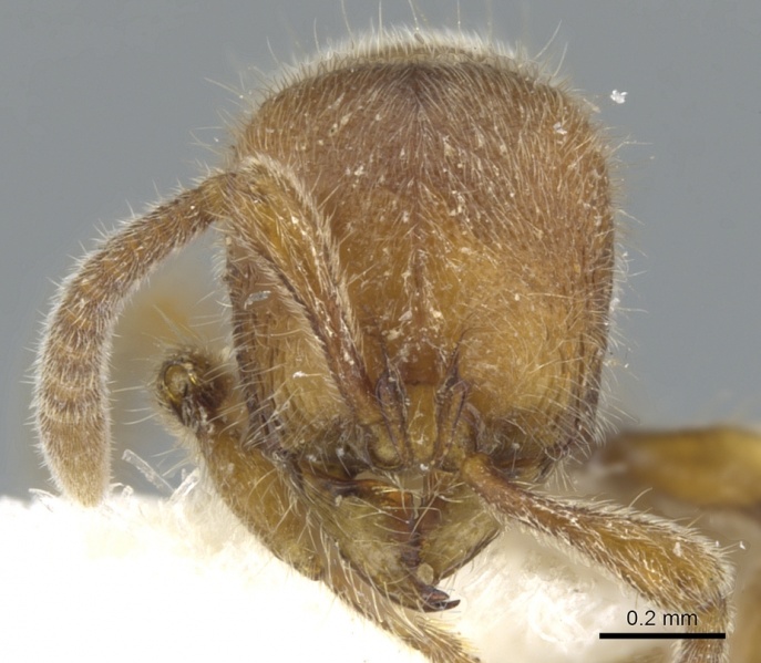 File:Proceratium siamense H casent0902416.jpg