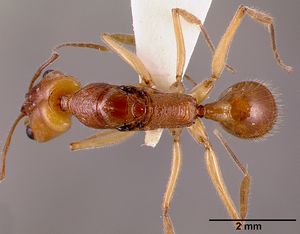 Anochetus traegaordhi sam-hym-c001378a dorsal 1.jpg