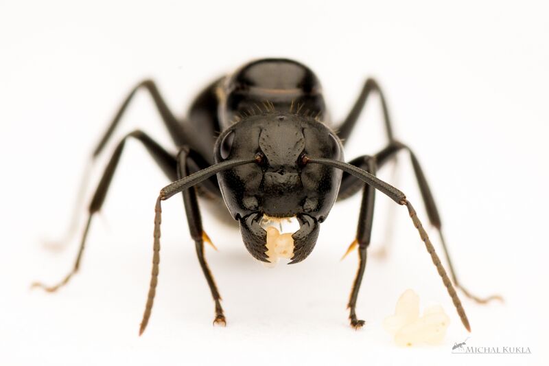 File:Camponotus vagus, Michal Kukla (2).JPG