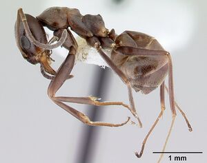 Dorymyrmex brunneus casent0179523 profile 1.jpg