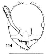 Monomorium ravenshoense F114.jpg