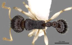 Tetramorium camerunense casent0280913 d 1 high.jpg