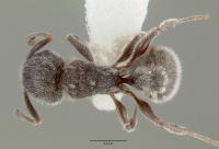 Tetramorium yarthiellum castype12545 dorsal 1.jpg