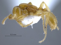 Aenictus-minutulus-lateral-am-lg.jpg