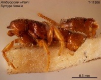 Stigmatomma wilsoni side view