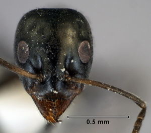 Iridomyrmex mjobergi head view