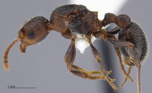 MCZ-ENT00674485 Myrmica rugiventris queen hal.jpg