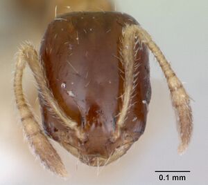 Monomorium floricola casent0173274 head 1.jpg