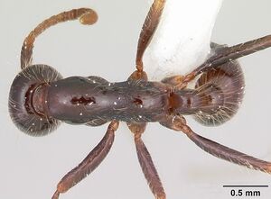 Neivamyrmex pilosus casent0104892 dorsal 1.jpg