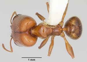 Pheidole absurda casent0103139 dorsal 1.jpg