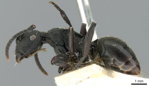 Polyrhachis phryne casent0906565 p 1 high.jpg