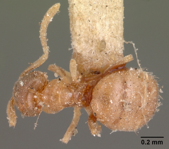 File:Brachymyrmex depilis casent0102085 dorsal 1.jpg