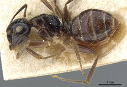 Camponotus simus casent0905449 p 1 high.jpg