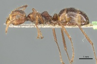 Dolichoderus patens casent0902969 p 1 high.jpg