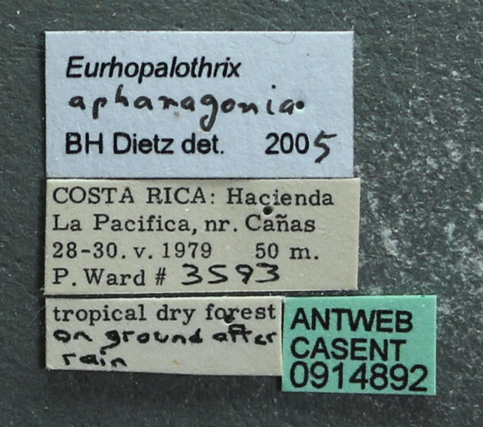 File:Eurhopalothrix apharogonia casent0914892 l 1 high.jpg