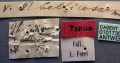 Specimen labels