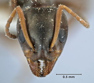 Iridomyrmex tenebrans head view