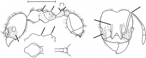 Pheidole blumenauensis Wilson 2003.jpg