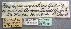 Pseudoatta argentina casent0178533 label 1.jpg