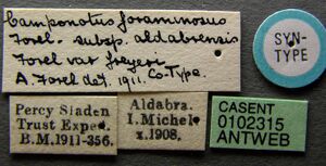 Camponotus auropubens aldabrensis casent0102315 label 1.jpg