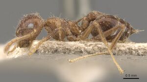 Crematogaster spengeli casent0908638 p 1 high.jpg