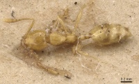 Monomorium excensurae casent0908714 d 1 high.jpg