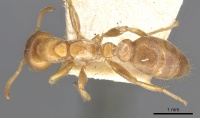 Pseudomyrmex mordax casent0902887 d 1 high.jpg