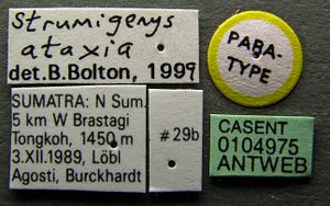 Strumigenys ataxia casent0104945 label 1.jpg