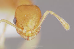 Temnothorax curvispinosus casent0003234 head 1.jpg