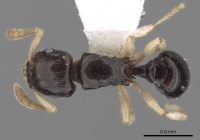 Tetramorium susannae D casent0217226.jpg