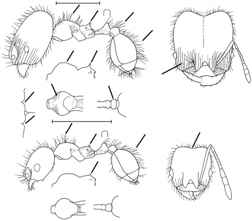 Pheidole agricola Wilson 2003.jpg