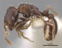 Tetramorium biskrense casent0280932 p 1 high.jpg