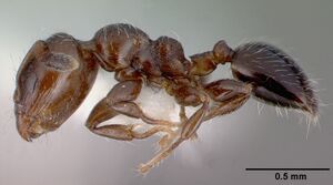 Xenomyrmex panamanus psw7668-22 profile 1.jpg