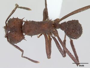 Acromyrmex crassispinus casent0173794 dorsal 1.jpg